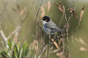Cyprus Warbler (Sylvia melanothorax) male