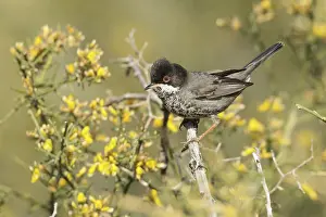 Cyprus Warbler (Sylvia melanothorax) male