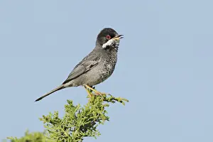 Cyprus Warbler (Sylvia melanothorax) male singing