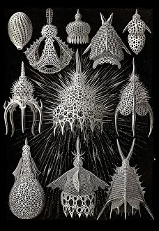 Cyrtoidea, Flaschenstrahlinge, Art Forms of Nature