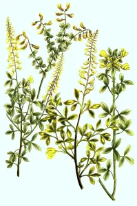 Cytisus glaber, species of kidney vetch