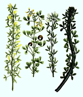 Cytisus, species of honeysuckle