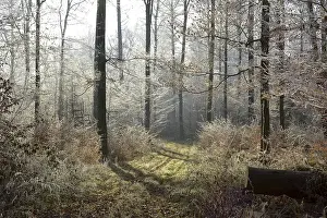 D-BW. Maulbronn, Raureif im Wald
