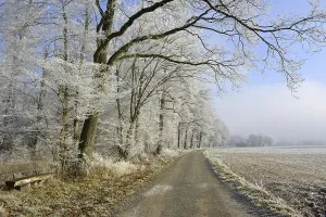 D-BW. Maulbronn, Raureif im Wald