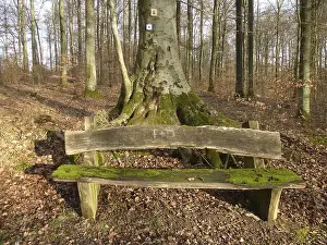D. BW. near Maulbronn, wooden bench in the winter forest