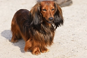 Dachshund, longhaired dwarf dachshund