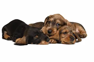 Three Dachshund puppies lies on white background