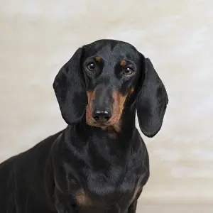 A dachshund with a sleek black coat poses against a light background