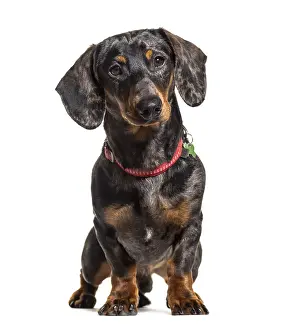 Dachshund wearing a collar, isolated on white