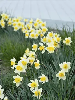 Daffodil flowerbed in park, selective focus