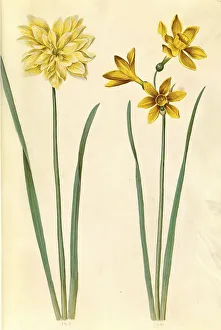 Daffodil, golden wild daffodil (Narcissus pseudonarcissus) (Narcissus aureus)