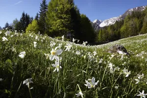Daffodil meadow in Baerental, Carinthia