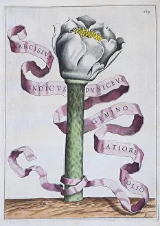 Daffodils (Narcissus), hand-coloured copperplate engraving by Giovanni Baptista Ferrari from De Florum Cultura