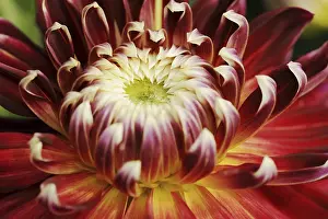 Dahlia Akita (Dahlia Hybride)