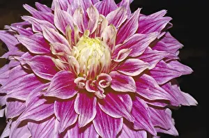 Dahlia One decorative pink and red color garden flower