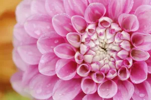 Dahlia Peter (Dahlia Hybride)