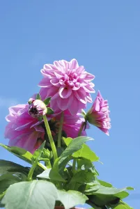 Dahlia, View of pink dahlias set against a bright blue sky