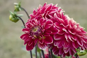 Dahlias (Dahlia), Munsterland