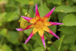 Dahlias (Dahlia), rarely also called Georgines