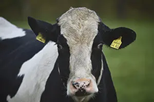 Dairy cow (Bos taurus) on pasture