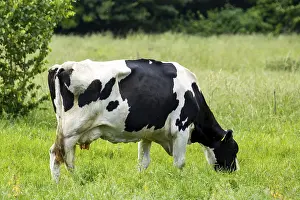 Dairy cow of the German Black Pied Cattle breed grazing in the Palatinate