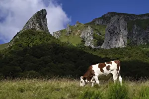 Dairy cow, La Crete de Coq and Dent de la Rancune