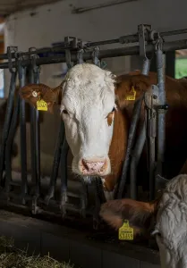 A dairy cow stands in a barn in Eitting
