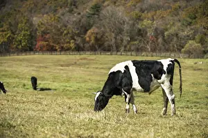 Dairy cows eating a prey in a pasture field