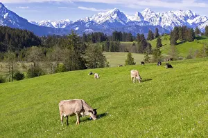 Dairy cows on a pasture, snow-covered mountains