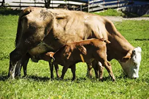 Dairy cows on summer pasture, symbolic photo for milk production and organic farming Austria