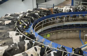 Dairy farming, Holstein dairy cows being milked in Alpha Laval 50 point rotary parlour