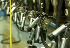 Dairy farming, Milking clusters in milking parlour