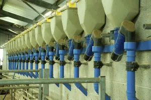 Dairy farming, milking parlour feeders