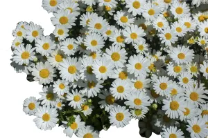 Daisies spring meadow flower Nature background flower