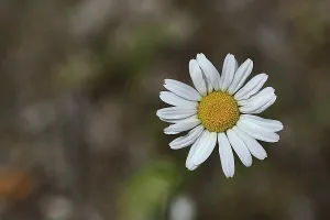 Daisy (Leucanthemum vulgare), flower in a meadow