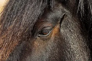 Dales pony, adult, close-up of face and mane