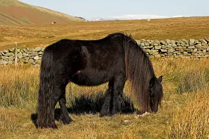 Dales pony, adult, grazing on moorland
