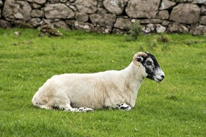 Dalesbred sheep lying in the grass