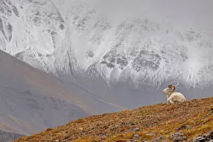 Dall sheep, Alaska snow sheep, Ovis dalli
