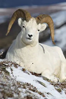 Dall sheep (Ovis dalli) Denali Nationalpark Alaska USA