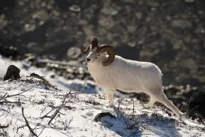 A Dall sheep (Ovis dalli) ram, Chugach Range