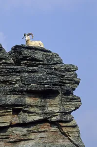 Dall Sheep (Ovis dalli) ram resting on a rock shelter (Alaskan snow sheep)