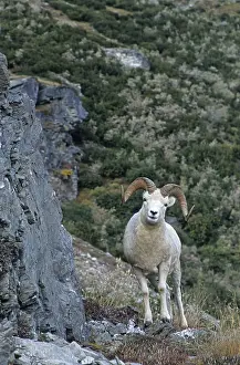 Dall Sheep (Ovis dalli) ram standing at the border of a mountain meadow (Alaskan snow sheep)