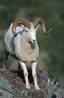 Dall Sheep (Ovis dalli) ram stretching his limbs in an alpine meadow (Alaskan snow sheep)