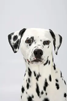 Dalmatian, 4 years