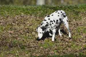 Dalmatian
