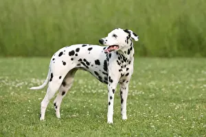 Dalmatian
