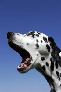 Dalmatian
