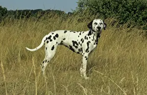 Dalmatian, Dalmatinac, FCI Standard No. 153