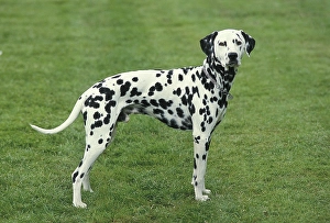 Dalmatian Dog standing on Grass